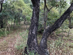 Lophostemon grandiflorus