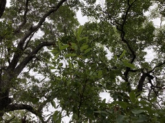 Lophostemon grandiflorus