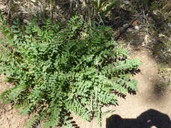 Astragalus pomonensis