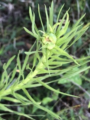 Liatris pycnostachya