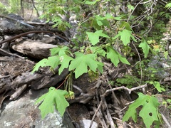 Acer grandidentatum