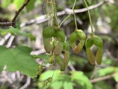 Acer grandidentatum