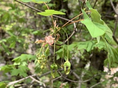 Acer grandidentatum