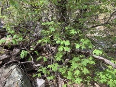 Acer grandidentatum