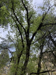 Acer grandidentatum
