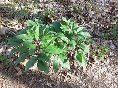 Paeonia mascula