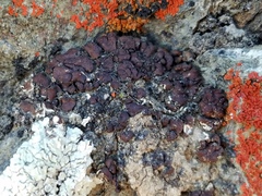 Placidium squamulosum