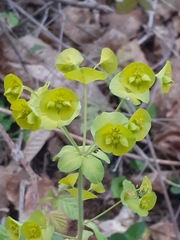 Euphorbia