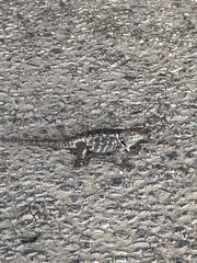 Sceloporus bimaculosus