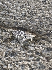 Sceloporus bimaculosus