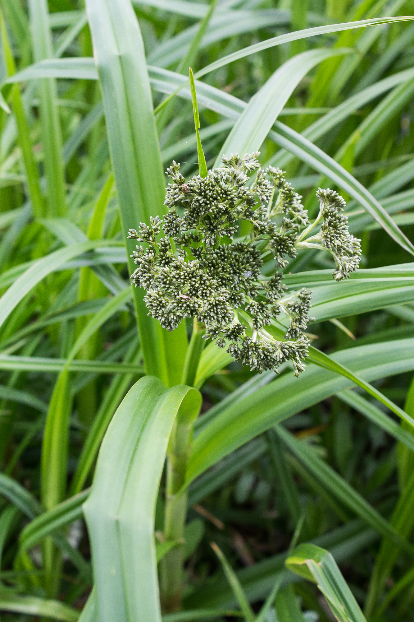 Scirpus sylvaticus