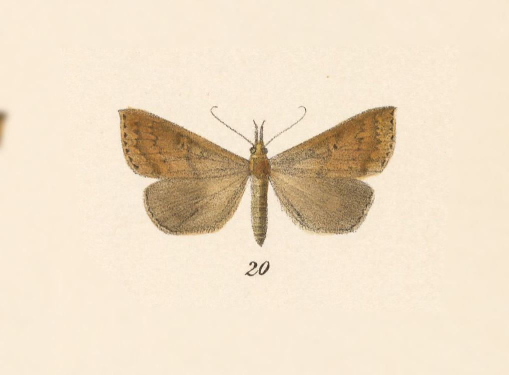 Ledaea arciva