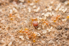 Pheidole fervida