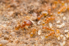 Pheidole fervida