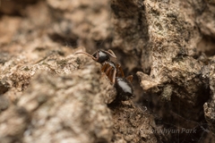 Camponotus itoi