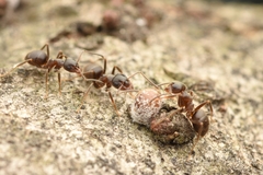 Lasius japonicus