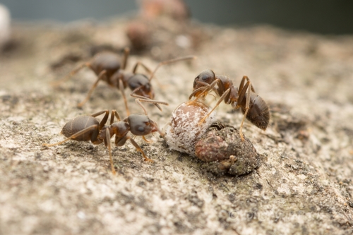 Lasius japonicus photo 3