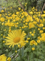 Doronicum pardalianches