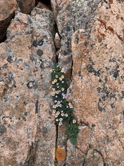 Paraquilegia anemonoides