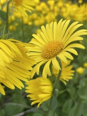 Doronicum pardalianches