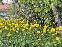Doronicum pardalianches