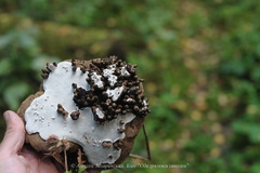 Agathomyia wankowiczii