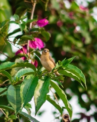 Sporophila minuta
