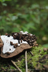 Agathomyia wankowiczii