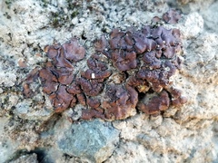 Placidium squamulosum