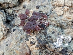 Placidium squamulosum