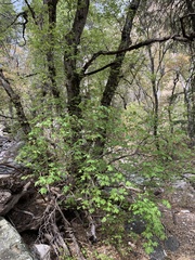 Acer grandidentatum