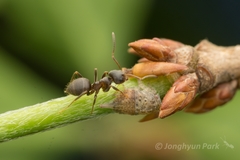 Lasius japonicus