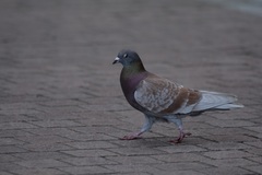 Columba livia domestica