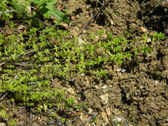 Cruciata pedemontana