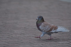 Columba livia domestica
