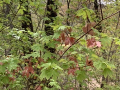 Acer grandidentatum