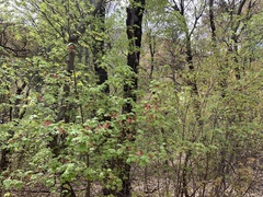 Acer grandidentatum