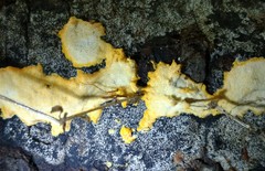 Perenniporia tenuis
