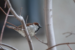 Passer domesticus