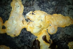 Perenniporia tenuis