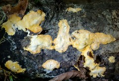 Perenniporia tenuis