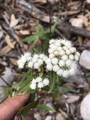 Ageratina paupercula