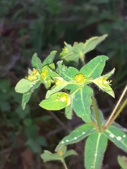 Euphorbia