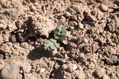 Cymopterus coulteri
