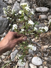 Ageratina paupercula