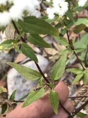 Ageratina paupercula