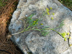 Lomatium ambiguum
