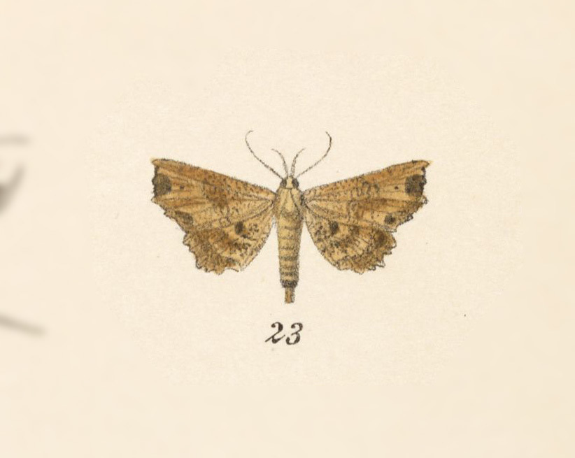 Oroscopa punctata