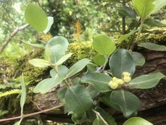 Metrosideros collina