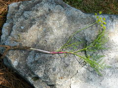 Lomatium brunsfeldianum